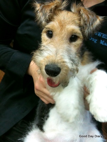 Wirehaired fox terrier