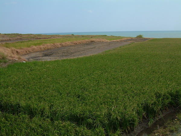 單車環島 (359).jpg