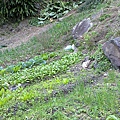 20110101604.jpg