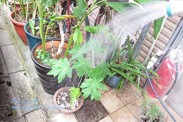 生活 體驗 澆花 洗車怎麼用都方便又不占空間 Iris 灑水軟管組m 綠 特力屋購物網 Corie S Castle 城堡裡的美麗秘密 痞客邦 生活 體驗 澆花 洗車怎麼用都方便又不占空間 Iris 灑水軟管組m 綠 特力屋購物網 Corie S Castle 城堡裡的美麗秘密 痞客邦