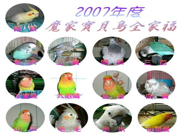 2007魔家寶貝鳥全家福桌面(600x450)