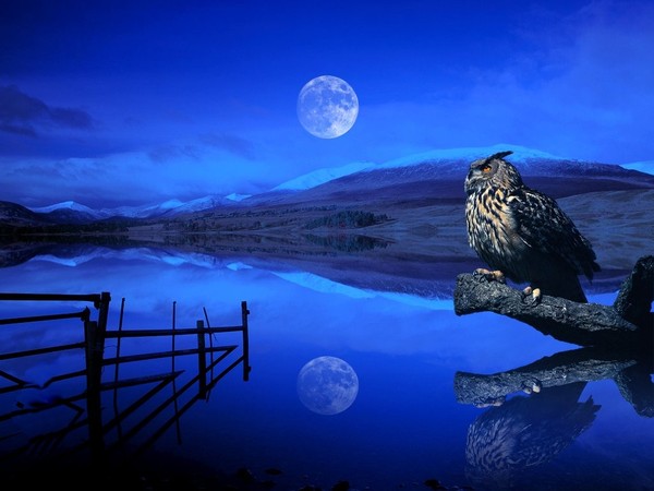 New_Moon%2C_Eagle-owl.jpg