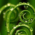 ws_Grass_Spirals_1024x768.jpg