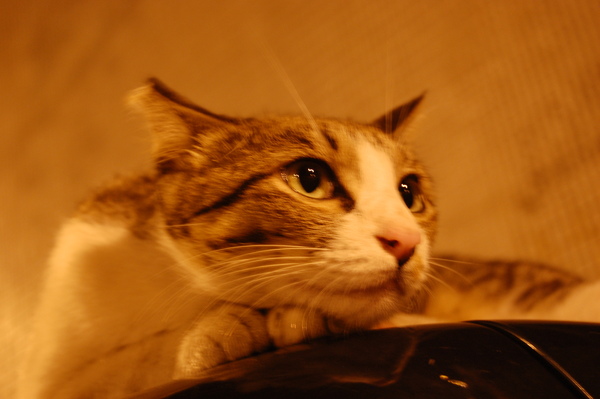 DSC_0061.JPG DSC_0061.JPG