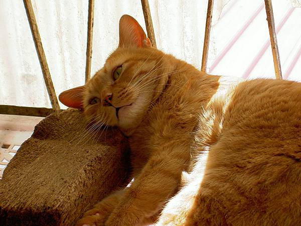 陽光咪.jpg 陽光咪.jpg