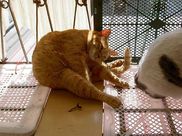 咪的軟骨功.jpg 咪的軟骨功.jpg