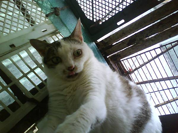 啥(驚恐 小吐舌頭).JPG 啥(驚恐 小吐舌頭).JPG