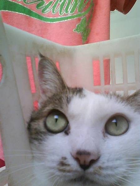 籃子抖水汪汪大眼睛.JPG 籃子抖水汪汪大眼睛.JPG