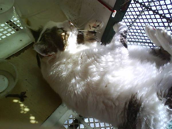 日光浴(好漂亮的表情XD).JPG 日光浴(好漂亮的表情XD).JPG