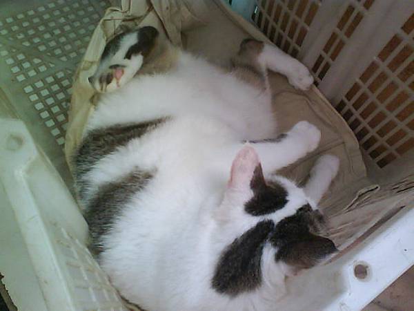 籃子抖(腳...).JPG 籃子抖(腳...).JPG