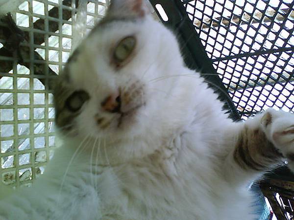 抖醬撒嬌特寫.JPG 抖醬撒嬌特寫.JPG