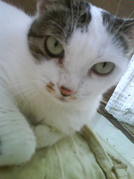 眼睛很漂亮的抖.JPG 眼睛很漂亮的抖.JPG