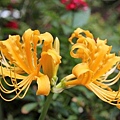 2013.9.10琴園 008.jpg