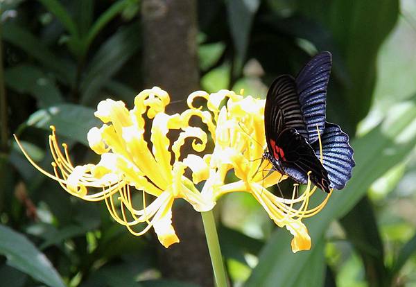 2013.9.10琴園 042