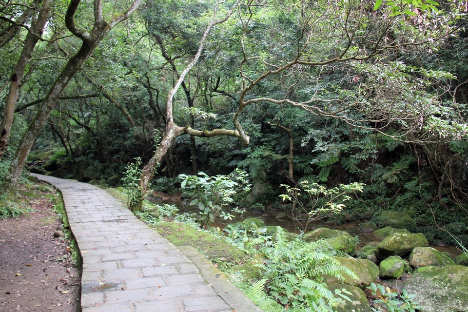 大溝溪畔森林浴 008