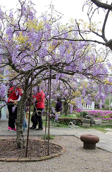 淡水紫藤咖啡園 044