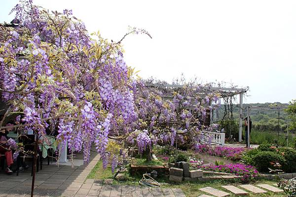 淡水紫藤咖啡園 045