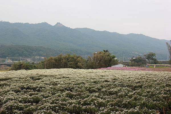 2014.11.12銅鑼賞杭菊 096