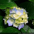 Hydrangeas.jpg