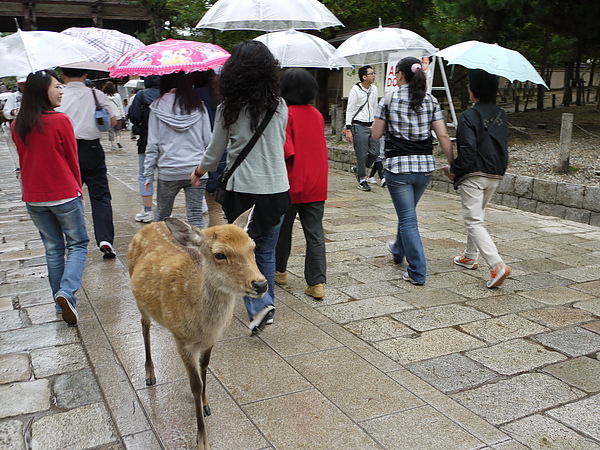 第一站到奈良東大寺