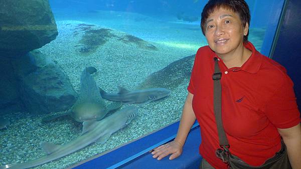 1101 海遊館水族箱