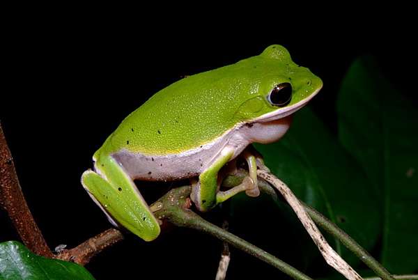 嘉義青ioh 諸羅樹蛙 易俊宏的筆記空間 痞客邦