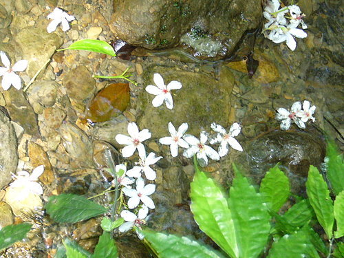 水中油桐花