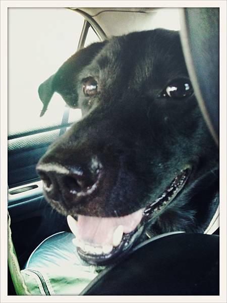 cola in car-1.jpg