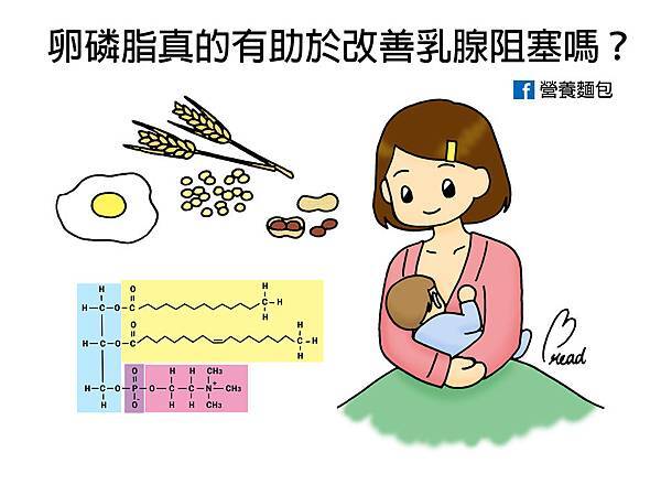 卵磷脂真的有助於改善乳腺阻塞嗎? 卵磷脂真的有助於改善乳腺阻塞嗎?