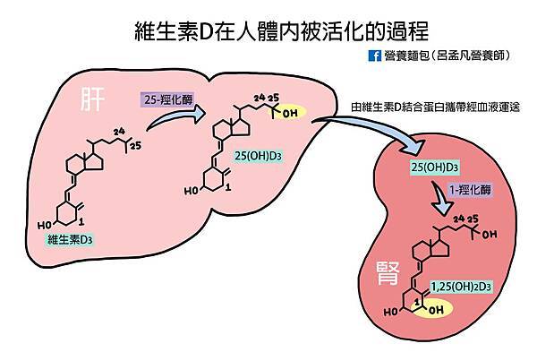 維生素D的活化過程.jpg