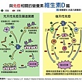 維生素D與免疫-2.jpg