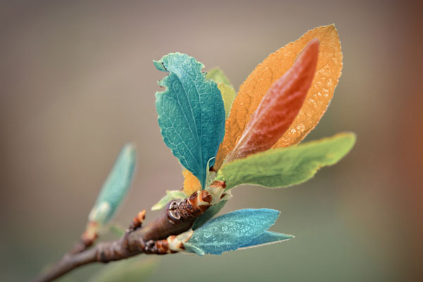 spring-leaves