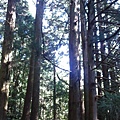 杉樹林