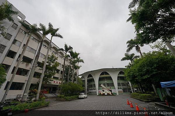 光復國小迎賓椰林道