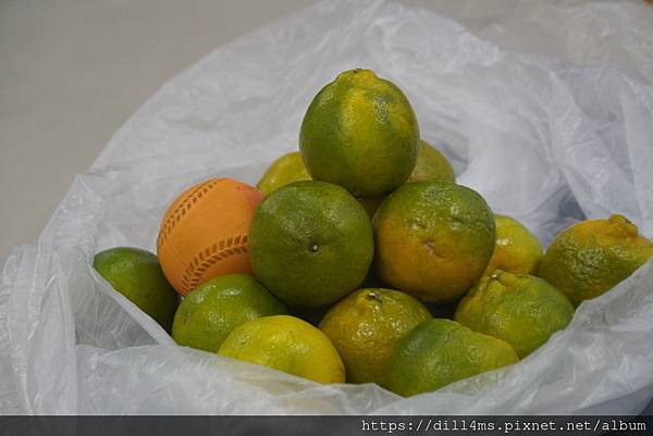 魚目混珠｜那一袋橘子｜調皮小娃
