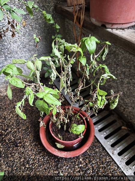 那盆原來枯萎的九層塔