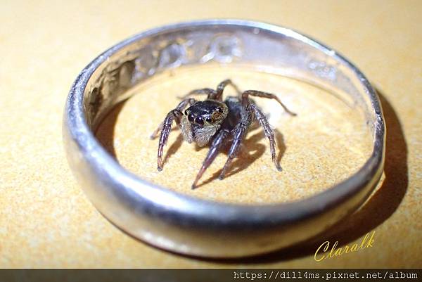 一段極短的浪漫，像極了愛情