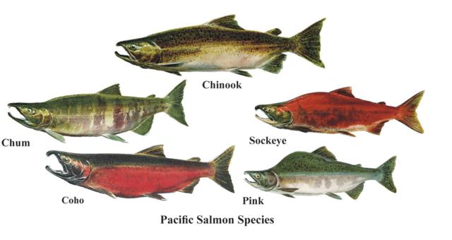 Copper River Salmon Dimolau In Hawaii Now 痞客邦