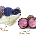 Friedas_Ultimate-Purple-Sweet-Potato-Guide_Stokes-Purple_Okinawan_Ube.jpg