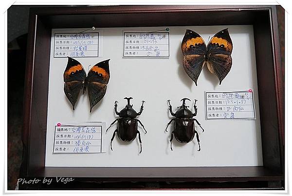 第一個昆蟲標本箱 Vega S Life 眉角の瞎攪和 痞客邦