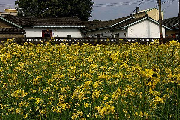 99麥田024.jpg