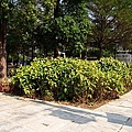 東光園道030.JPG