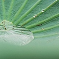 晶瑩剔透的雨珠