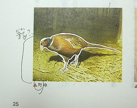 關在籠裡的\\\\\\\&quot;野\\\\\\\&quot;雉
