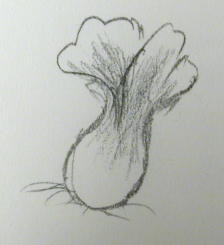 大白菜