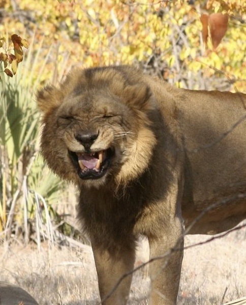 Consort pair in Kruger-Flehmen5.jpg