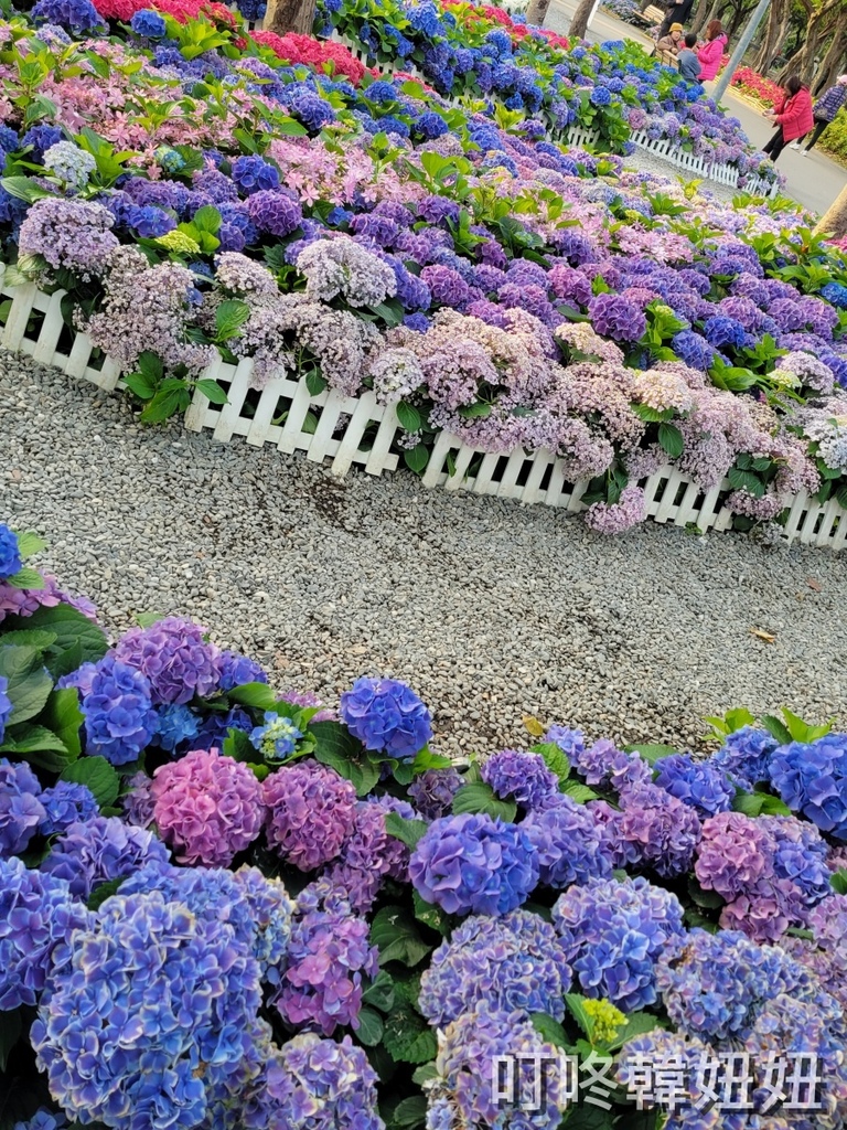 春日限定│大安森林杜鵑花季~繡球花粉紫浪漫，2024春季賞花