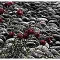 IMG_3885.jpg