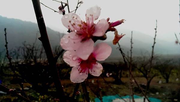 Re: [討論] 國民黨為什麼永遠站在台灣人對立面？