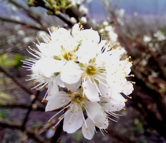 李子花